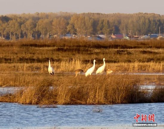 �ؚw�QȺ�ġ�С��(����)�����˰��QȺ�w�����r �z