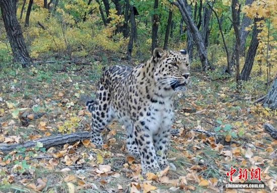 2025���ږ|���������ҹ��@�Ĕz�Ė|������(��ҕ��ý���D)