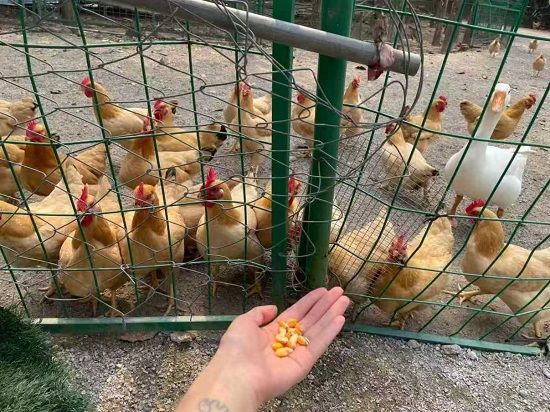 ͥԺ�����B(y��ng)ֳ