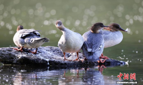 ���A��ɳ�����ԁ����w��ˮ��ʯ�^����Ϣ�����w��� �z