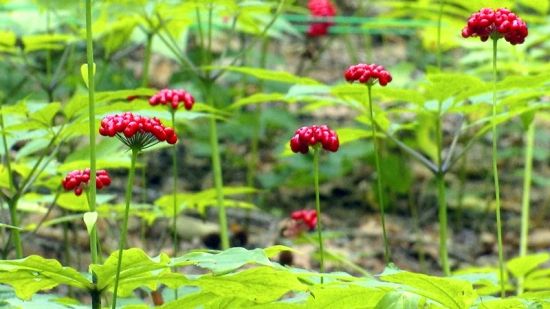 �����J�C�����D�˅������ء���Ȧ